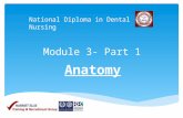 [PPT]Dental Anatomy - Harriet Ellis · Web viewIn this module you will learn about: 1. Structures of the oral cavity 2. The teeth – function, types, structure 3. Supporting structures