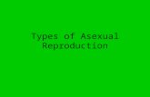 Types of Asexual Reproduction - FuenScience€¦ · PPT file · Web view · 2014-10-08... Production of many in a special spore producing structure ( ) Spores are , specialized