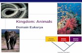 Kingdom: Animals - Quia Biology 2007-2008 Domain Eubacteria Domain Archaea Domain Eukarya Common ancestor Kingdom: Animals Domain Eukarya . AP Biology Animal …