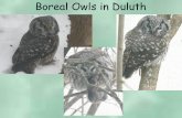 Boreal Owls in Duluth - University of Minnesota Duluthpete1112/documents/Lecture4Adaptations.pdf · 1 Oral cavity Digestive System 2 Tongue 3 Esophagus 4 Crop 5 Proventriculus 6 Gizzard