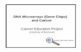 DNA Microarrays anc Cancer PPT - Rochester, NY · protein that inspects for DNA damage, calls in repair enzymes and triggers apoptosis (cell death) if DNA damage ... DNA Microarrays