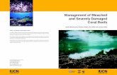 Management of Bleached and Severely Damaged Coral … · ... K., Wells, S. and West. J. M. (2000) Management of bleached and severely damaged coral reefs. IUCN, Gland, Switzerland