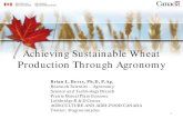 Achieving Sustainable Wheat Production Through ??Achieving Sustainable Wheat Production Through Agronomy . ... AGRICULTURE AND AGRI-FOOD CANADA. ... Achieving Sustainable Wheat Production.
