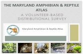 THE MARYLAND AMPHIBIAN & REPTILE ATLASmdcoastalbays.org/content/docs/Herp Atlas v2.pdfGLOBAL DECLINE OF AMPHIBIANS & REPTILES •Amphibians 30% •Salamanders 49% •Frogs 29% •Reptiles