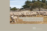 Managing sheep in droughtlots - Department of Primary ...dpipwe.tas.gov.au/Documents/Managing_sheep_in_droughtlots.pdf · 2 Managing sheep in droughtlots: ... How does lot feeding