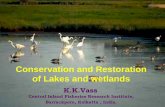 Conservation and Restoration of Lakes and wetlands … ·  · 2013-09-13Conservation and Restoration of Lakes and wetlands. ... The biological base for productivity Phyto-plankton