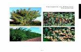 Caragana or Siberian Peashrub - Natrona County€¦ · Caragana or Siberian ... Caragana or Siberian Peashrub (Caragana arborescens) General Description Drought tolerant legume, long-lived