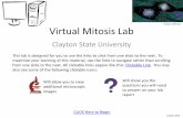 Virtual Mitosis Lab - Ms. Lara La Cueva HS Sciencet1lara.weebly.com/uploads/1/6/3/2/1632178/csu_virtual_mitosis_lab.pdf · Virtual Mitosis Lab ... Interphase – Growth phase of the