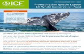 ICF PROGRAM FACT SHEET / 2017 Protecting San …bajaex.com/.../07/Protecting-San-Ignacio-Lagoon-Fact-Sheet_ICF.pdfProtecting San Ignacio Lagoon LSI Whale Conservation Fund The Laguna