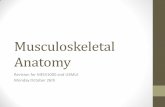 Musculoskeletal Anatomy - WikispacesRevision+for+ME… · Musculoskeletal Anatomy ... Endochondral ossification proceeds on both sides of the plate, ... •Lateral and shorter forearm