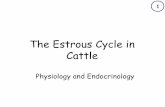 The Estrous Cycle in Cattle - University of Missouriextension.missouri.edu/adair/documents/Livestock/TheEstrousCycle...The Estrous Cycle in Cattle Physiology and Endocrinology 1. Overview