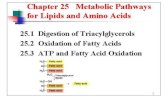 Lipid Metabolism - Department of Chemistry - Elmhurst …chemistry.elmhurst.edu/onlcourse/CHM103… · PPT file · Web view · 2015-04-10Lipid Metabolism Lipid Metabolism Lipid