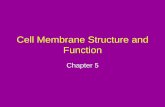 Cell Membrane Structure and Functioncf.linnbenton.edu/mathsci/bio/klockj/upload/Ch. 5 Cell Membrane...•Producers trap energy from the sun and convert it into chemical bond energy