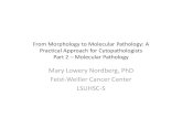 From Morphology to Molecular Pathology: A Practical ...dn3g20un7godm.cloudfront.net/2011/AM11SA/9b.pdfFrom Morphology to Molecular Pathology: A Practical Approach for Cytopathologists