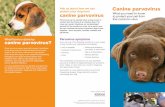 Ask us about how we can Canine parvovirus parvovirus What harm is done by canine parvovirus? Ask us about how we can protect your dog from canine parvovirus What you need to know to
