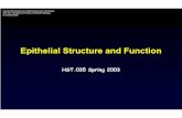 Epithelial Structure and Function - MIT OpenCourseWare · HST.035: Principle and Practice of Human Pathology ... GI Tract: – Mucosa ... • Inflammatory disorders