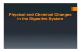 Physical and Chemical Changes in the Digestive System …mayscience.pbworks.com/w/file/fetch/60705022/Physical and Chemical... · Physical and Chemical Changes in the Digestive System
