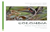 Colombia - cloudbirders.com€¦ · fell in love with Colombia for its impressive bird diversity, ... I took a night bus to Santa Marta (Berlinas) ... I birdwatch a bit around and