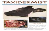 TAXIDERMIST - Kodiak Bones & Bugsbonesandbugs.com/Taxidermist-Looking-at-Dermestid-Beetles.pdfThe Journal of the Guild of Taxidermists 2012 Volume 35 TAXIDERMISTTAXIDERMIST Emily Mayer’s