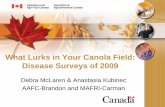 What Lurks in Your Canola Field: Disease Surveys of 2009 · What Lurks in Your Canola Field: Disease Surveys of 2009 ... • 60 of these fields = soil ... Distinct colour: grey-green