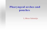 Pharyngeal arches and pouches - Columbia University · Pharyngeal arches a.k.a. visceral or ... Pharyngeal pouch Foregut. Pharyngeal cleft ... Paired lingual swellings and single
