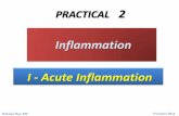 Inflammation I - Acute Inflammationksumsc.com/download_center/1st/1.Foundation Block/Females/Pathology...Exudation of Fibrin in Acute Inflammation ... blood vessels, chronic inflammatory