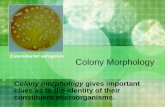 Enterobacter aerogenes Colony Morphology - … vulgaris Colony shape and size: Small and round Margin: entire Elevation: convex Color: tan Texture: muciod Note: This plate …