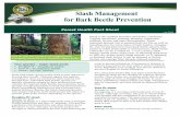 Forest Health Fact Sheet - Oregon · Forest Health Fact Sheet July 2016 Some bark beetle species prefer slash as host material to develop their broods. Chemical signals that indicate