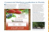 Commercial blueberry production in Florida - Citrus · Commercial blueberry production in Florida By Jeff Williamson Southern highbush blueberries are often grown in bark-amended