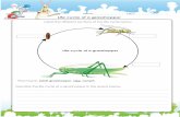 Life cycle of a grasshopper - Ecosystem For Kids Name: Class: Life cycle of a grasshopper Label the different sections of the life cycle below. Life cycle of a grasshopper Describe