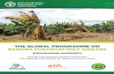 Global Programme on Banana Fusarium Wilt Disease · the global programme on banana fusarium wilt disease (programme summary) protecting banana production from the disease with focus
