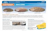 FISHERIES ABALONE FACT SHEET - fish.wa.gov.au · settle and begin ‘metamorphosis’ ... Page 3 of 4 Spot the difference Roe’s abalone have a reddish-brown sculptured ... This