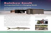 Rainbow Smelt An Imperiled Fish in a Changing World · Rainbow Smelt An Imperiled Fish in a Changing World In a springtime ritual, adults and children went to their local streams