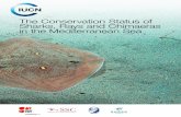 David J. Allen The Conservation Status of - iucnssg.org · The Conservation Status of Sharks, Rays and Chimaeras in the Mediterranean Sea > Despite our rapidly improved understanding