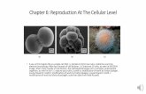 Chapter 6: Reproduction At The Cellular Levelcontent.ctcd.edu/courses/biol1408/m15/docs/biol1408_ch6.pdf · Chapter 6: Reproduction At The Cellular Level ... sexual reproduction ...