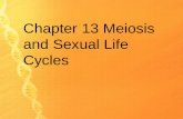 Meiosis and Sexual Life Cycles - Perry Local Schoolsperrylocal.org/herstinm/files/2011/03/Chapter-13.12-13.pdf · chromosome numbers during sexual reproduction. ... of the pairs of