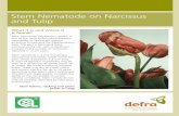 Stem Nematode on Narcissus and Tulip - UK Plant Health ... · Crops susceptible to attack by stem nematode should only be grown in the same field every ... As nematodes can move up