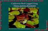 California Red-Legged Frog ( Rana aurora draytonii) · California Red-Legged Frog ... U.S. • 1.5 to 5.1 inches in body length ... salinity levels greater than 4.5 parts per thousand.