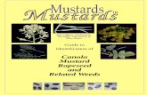 Canola Mustard Rapeseed and Related W eeds · Producers need to learn detailed basic biology of the crop ... green tansymustard, and Descurainia sophia ... less than 30 micromoles