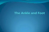 Clarification of Terms - MCCCbehrensb/documents/TheAnkleandFootBIG.pdf · Clarification of Terms ... Therefore, the foot in arranged in arches to distribute WB from the calcaneus
