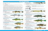 MNR Fishing Regs 2005/6 BR - Ontariofiles.ontario.ca/environment-and-energy/fishing/198234.pdf · Fish Identification 85 Yellow Perch L: 15 - 30 cm (6 - 12 in.). D: clear waters with