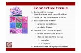 Connective Tissue 1nikolai.lazarov.pro/.../2014/medicine/histology/02_Conne… ·  · 2014-04-01Connective tissue 1.Connective tissue ... plasma cells(plasmocytes) – differentiation