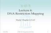 Lecture 4: DNA Restriction Mapping - Computer Scienceprins/Classes/555/Media/Lec04.pdf · Lecture 4: DNA Restriction Mapping Study Chapter 4.1-4.3 . 8/28/2014 COMP 555 Bioalgorithms