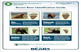 Brown Bear identif ication Guide - cdn.dolimg.comcdn.dolimg.com/.../bears/BEARS_Educators_Guide_Activity_02.pdf · Brown Bear identif ication Guide ... below to complete Activity