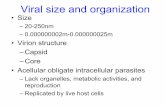 Viral size and organization - Phoenix College 1/VirologySlides.pdfViral size and organization • Size – 20-250nm – 0.000000002m-0.000000025m ... Phage replication •Lytic –