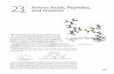 23 Amino Acids, Peptides, and Proteins - UNAMdepa.fquim.unam.mx/amyd/archivero/AminoacidosPeptidos...23 Amino Acids, Peptides, and Proteins 959 oxidized glutathione T he three kinds
