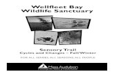Wellfleet Bay Wildlife Sanctuary - Mass Audubon · Welcome to Wellfleet Bay Wildlife Sanctuary. This Sensory Trail is here for your enjoyment. Please take only pictures and leave