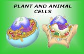 PLANT AND ANIMAL CELLS - Kyrene School District · surrounds a plant cell ... Cross Section: Animal Cell. Edible Plant and Animal Cells. More Edible Cells. Material Suggestions