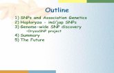 Linking Candidate Genes to Drought for SNP discoverysaibo/ADONIS/talks/KenMcNally_Haplo-OryzaSNP... · C.R. Buell, D.J. Mackill, H. Leung, and J.E. Leach. Platform • High density