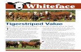 The Whiteface - American Hereford · The. Whiteface. HEREFORDS — The ... But, the good news is the heifers ... Hereford production sale and private-treaty sale catalogs, semen catalogs,